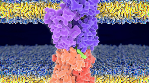 Finding neoantigens faster — advances in the study of the immunopeptidome