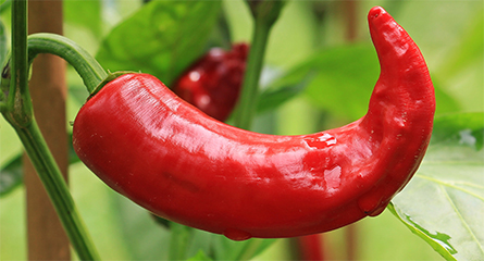 JBC-hot-peppers-445x240.jpg