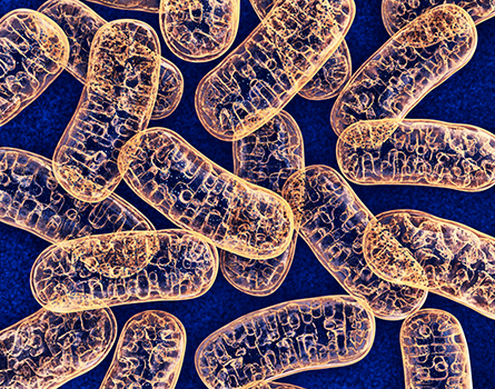 Mitochondria-445x350.jpg