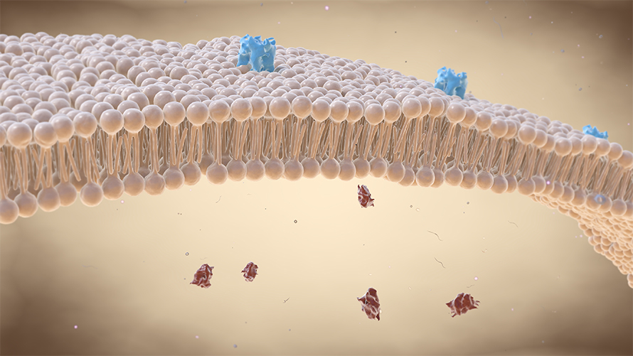 Cell-membrane-890x501.jpg