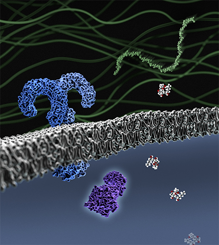 This image shows the extracellular matrix (upper), lipid bilayer (middle) and cellular components (bottom).