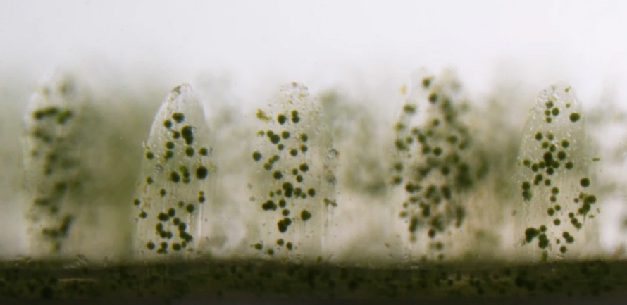 3D bioprinted bionic coral structure with live aggregates of the green microalga Marinichlorella kaistiae.