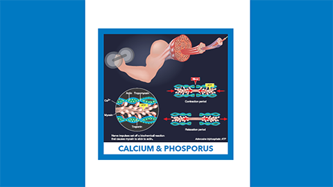 For May, it’s in your bones: calcium and phosphorus