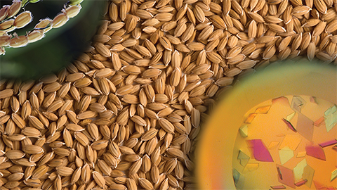 JBC: Paving the way for disease-resistant rice