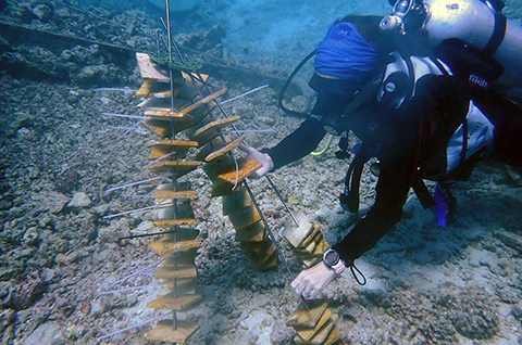Jennifer Matthews positioned tiles, colonized by newly settled coral larvae. The team will monitor the coral's growth and survival.