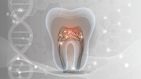 How a gene spurs tooth development