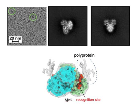 A new study provides insight into how a long string of connected proteins called a polyprotein in the SARS-CoV-2 virus is cleaved apart by a protease called Mpro; an important step during virus replication. Using an imaging technique called cryo-electron microscopy (cryo-EM), the research team proposes that the stepwise cleavage process is dictated by the polyprotein. Top left: Cryo-EM image of the Mpro and polyprotein complex (greyscale, particles of the complex are indicated by green circles). Top middle and right: 2D-class averages of the complex. Bottom: Cryo-EM density map of the complex (gray transparent) shows the densities of the polyprotein (dashed oval) outside from the recognition site binding Mpro (green and cyan).