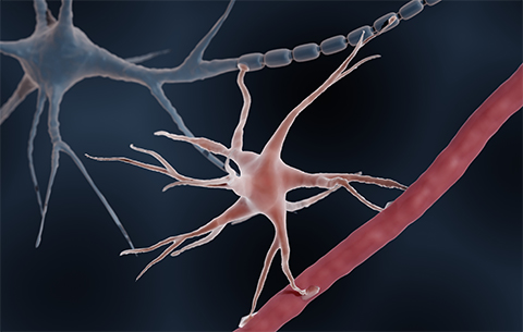 An astrocyte (pink) makes contact with a neuron (blue). In the brain, astrocytes support the function of neurons.