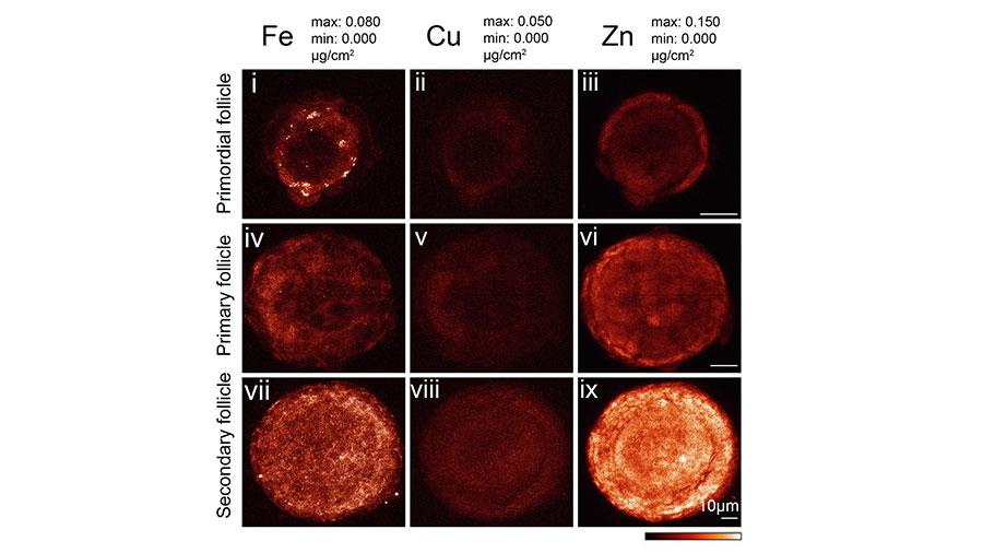 Total zinc content increases during follicle development via active accrual. This panel from Fig. 1 of the paper titled “Zinc dynamics regulate early ovarian follicle development” shows elemental maps of iron, copper, and zinc for each follicular stage established using synchrotron-based X-ray fluorescence microscopy. The color scale bar represents the minimum and maximum elemental contents (μg/cm2) of each element. The scale bar represents 10 μm.
