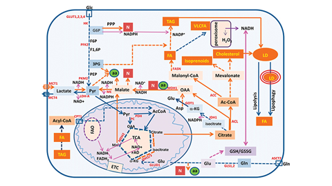 JLR: Using microRNAs to target cancer cells