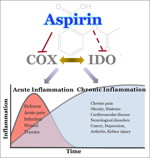 Researchers have made new discoveries about aspirin’s mechanism of action and cellular targets. Their findings suggest potential interplay between cyclooxygenase enzyme, or COX, and indoleamine dioxygenases, or IDOs, during inflammation.