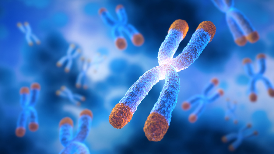 New study finds potential targets at chromosome ends for degenerative disease prevention