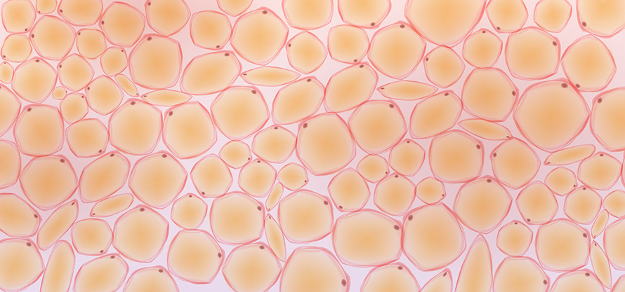 Fat tissue is a connective tissue that extends throughout the body.
