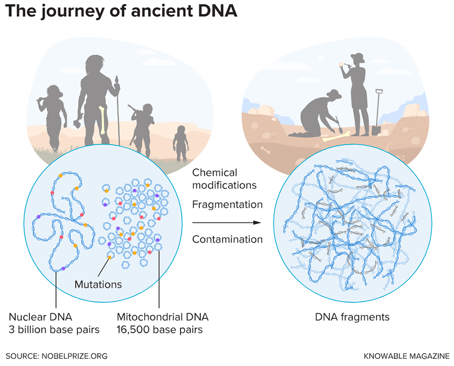 Geneticists can study human ancestors by isolating the nuclear DNA, or the much smaller mitochondrial genome, found in all sorts of remains — including bones, teeth or hair. Much can be gleaned by comparing the genetic variations between different genomes (noted as “mutations” here). But extraction of ancient DNA is no easy task. In some cases, DNA may be too old to study. It also becomes damaged and degraded after death. And it may become contaminated with the genetic material of microbes and modern humans.