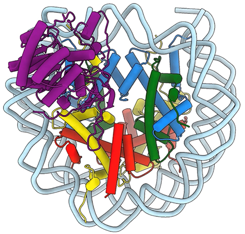 Philip Cole's lab studies sirtuin 6, or Sirt6, a stress-responsive protein deacetylase and mono-ADP ribosyltranferase enzyme. Research suggests that Sirt6 has a role in mammalian biochemical pathways linked to DNA repair, glycolysis, inflammation and telomere maintenance. Here, Sirt6 is bound to a nucleosome in a model created by cryogenic electron microscopy.