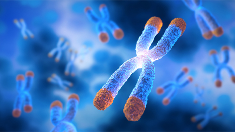 New study finds potential targets at chromosome ends for degenerative disease prevention