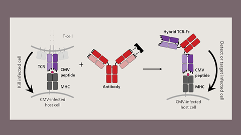 JBC: Outfitting T cell receptors for special combat