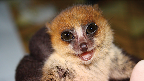 Mouse lemurs — a model in the wild