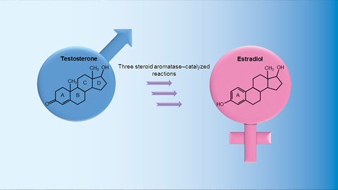 JBC: On the trail of steroid aromatase