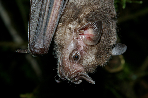 The Jamaican fruit bat is actually native to Mexico and parts of Central and South America. It prefers humid and tropical climates and finds shelter in caves and dense or hollow trees. Its favorite food: figs.