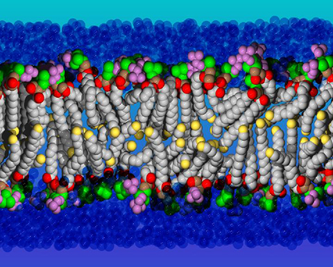 A diagonal molecular slab from a lipid bilayer simulation: phosphate is green, Trimethylamine is violet, water-blue, terminal methane is yellow, oxygen is red, glycol C is brown and chain C is grey.