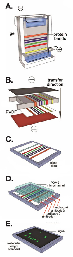 western_blot_long_image_250px