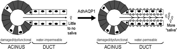 schematic for the movement of aquaporin-1