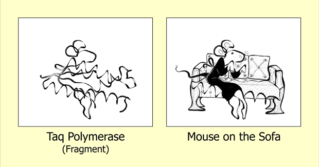 Taq polymerase