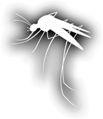 mosquito silhouette in white