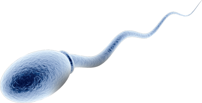 sperm graphic