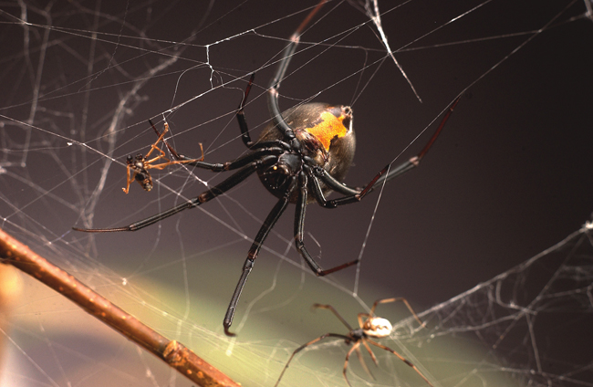 Latrodectus hasselti