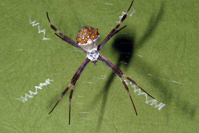 Latrodectus hasselti