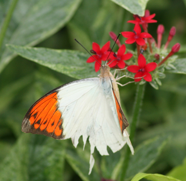 hebomoia glaucippe butterfly