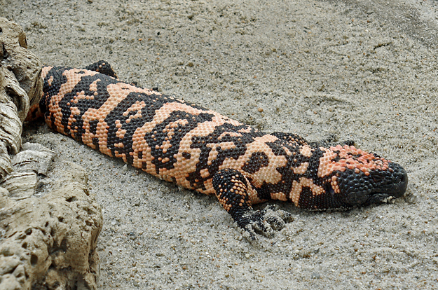 Gila monster