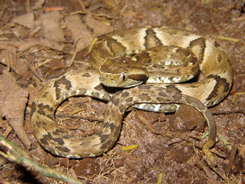 Pit viper