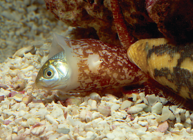 Conus snail