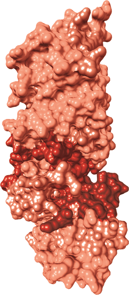 Red protein structure, generic