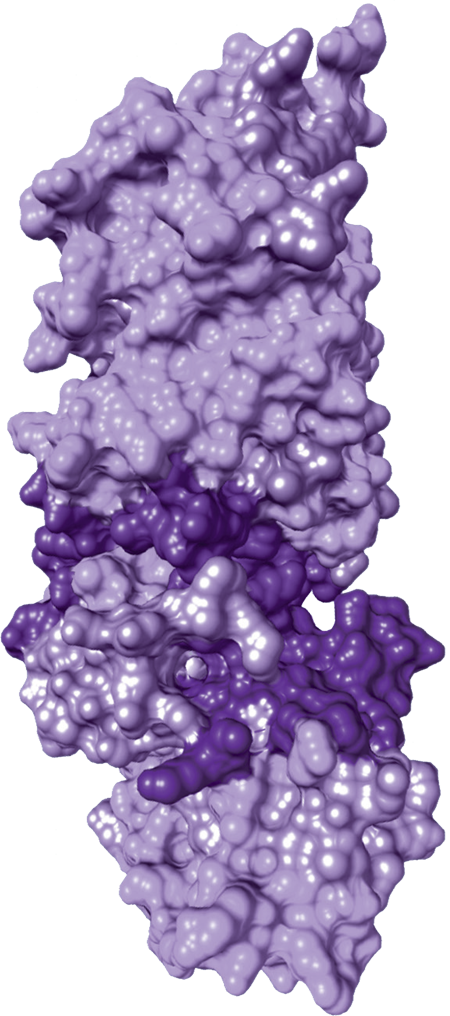 Purple protein structure, generic