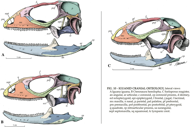 iguanid cranial osteology