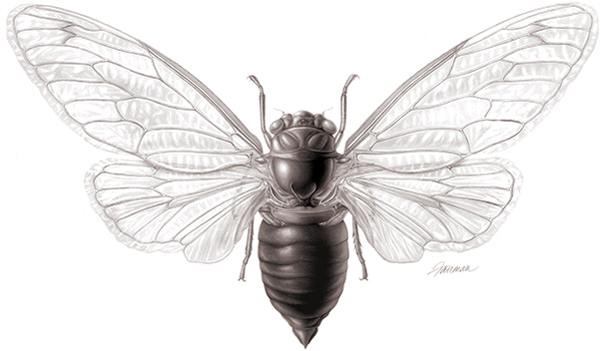 Depiction of a 17-year cicada