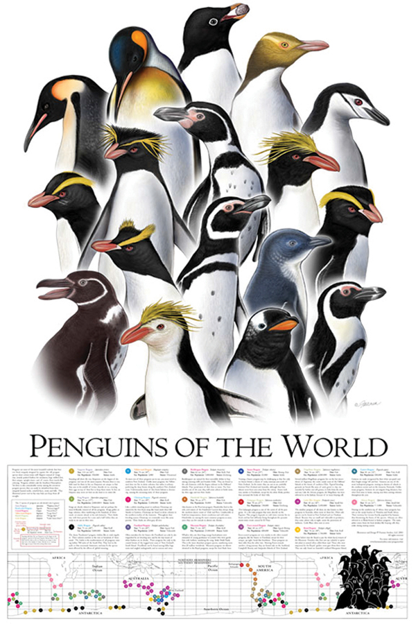 Penguins of the world