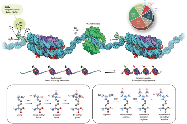 histone structure