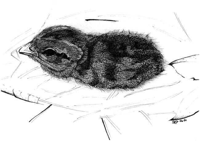 Quail chick