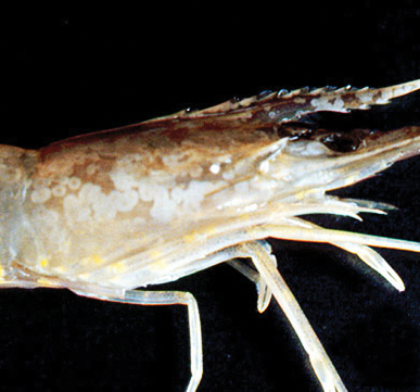Shrimp infected with white spot syndrome
