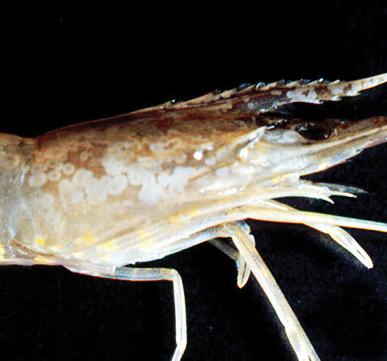 Shrimp infected with white spot syndrome Shrimp infected with white spot syndrome