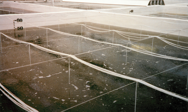 Hatchery tanks Hatchery tanks