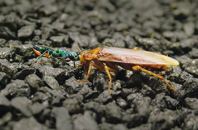 wasp and cockroach