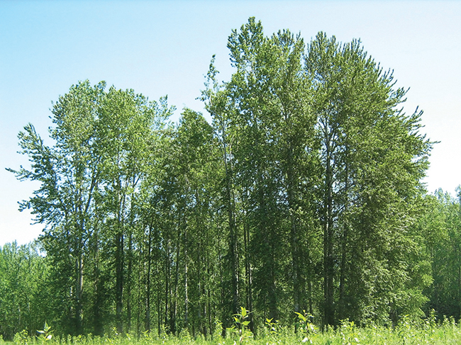 Poplar trees