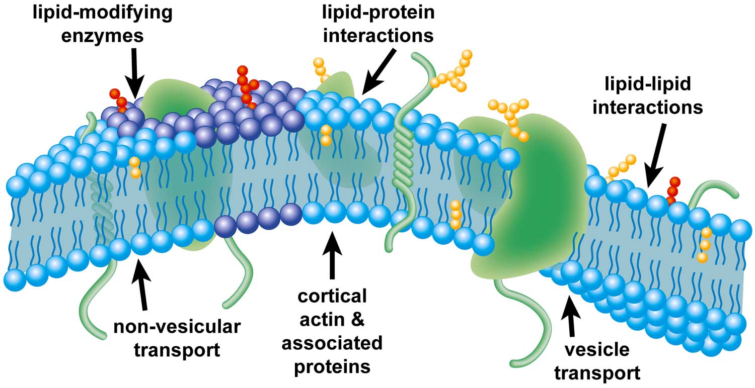 Lipid-News-Kraft-5-inch-wide