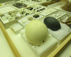 Displays of samples at the Feather Identification Lab.